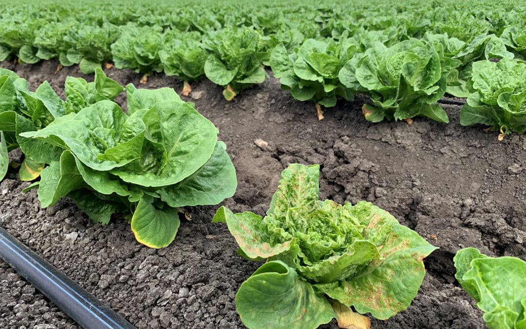 Agricultural Solutions