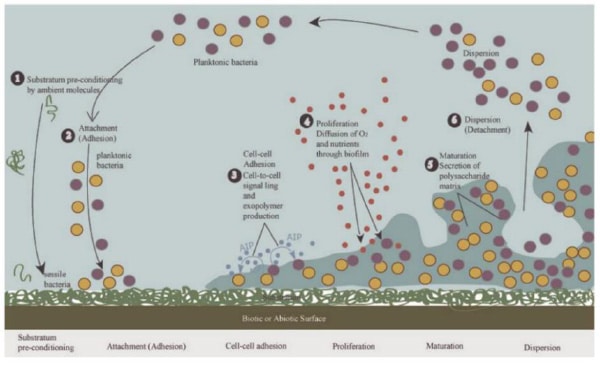 The stages of biofilm formation.