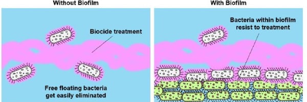 Bacteria within the biofilm will resist the oxidizing biocide.