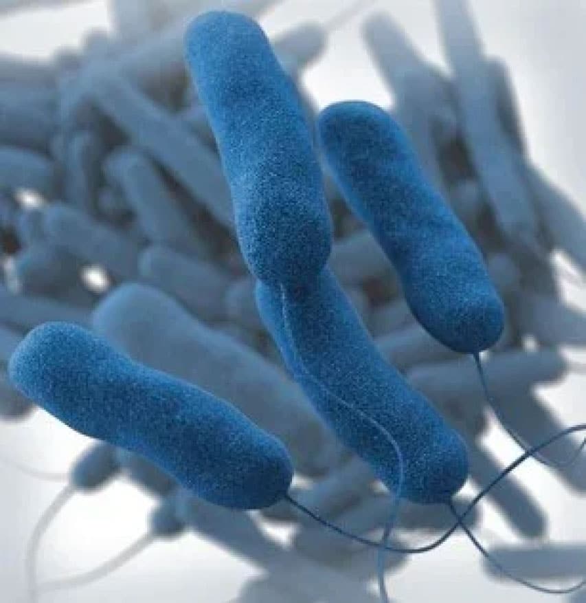 Legionella